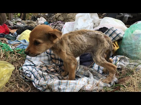 Scabies puppy thrown out of landfill discovered by the old man