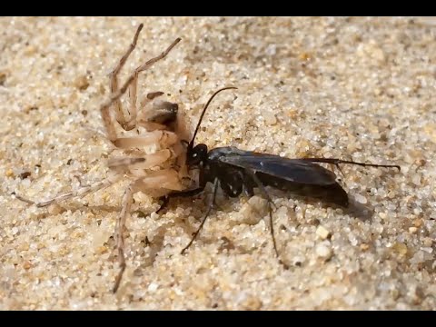 Spider Wasp Puts Big Spider To Sleep