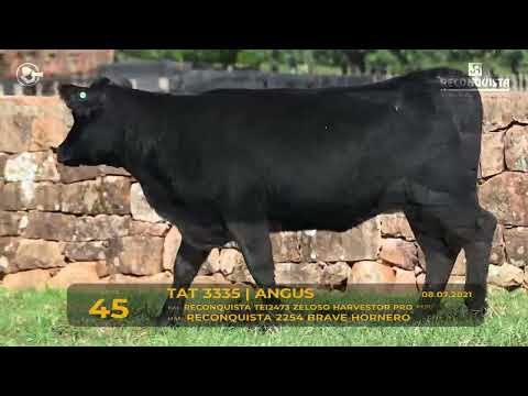 LOTE 45 - TAT 3335 Angus