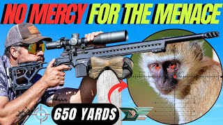 NO MERCY FOR THE MENACE: MONKEY HUNTING WITH AIM ENGINEERING AND DELTA FORCE I VERVET MONKEY HUNTING