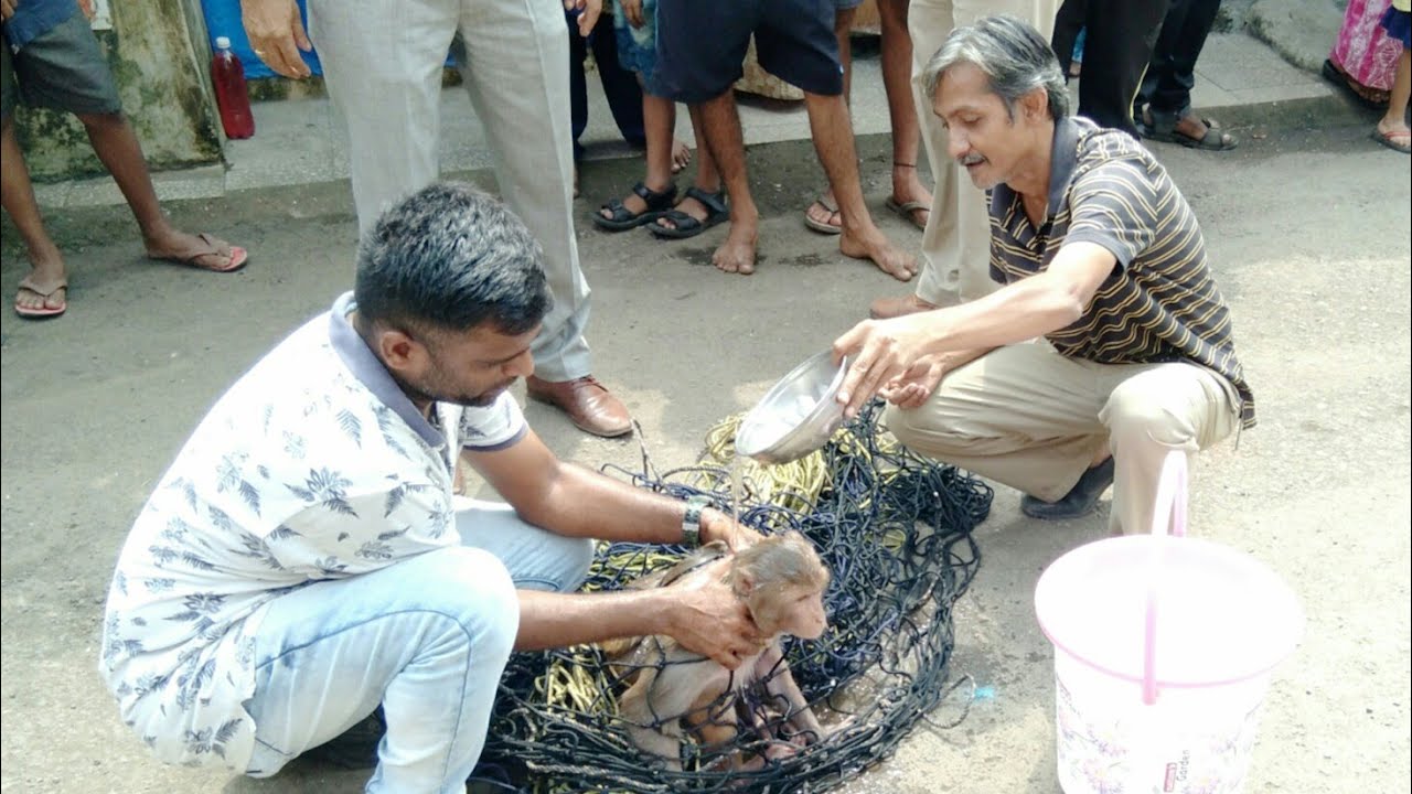 video editing software free बजरंगबलि अंबरनाथमे-Monkey In Ambernath(PG) 7756869583