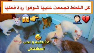 لا يفوتكم الهياط أخر الفيديو  القطه الصغيره تتعرف على قططي لأول مره  / Mohamed Vlog