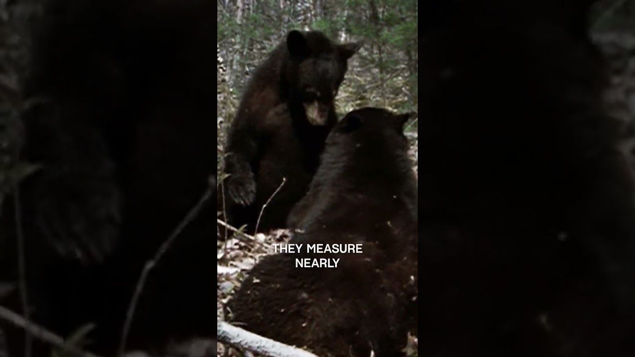 Film backdrop image for Cannibalistic Bears in Yellowstone - Nature Shock (2024)