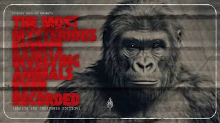The Most Mysterious Events Involving Animals (Beasts and Creatures Edition, Part 2) | Ep. 237