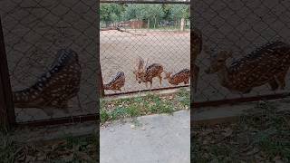 Wildlife animals barasingha #subscribe#youtube #viral #video #shorts