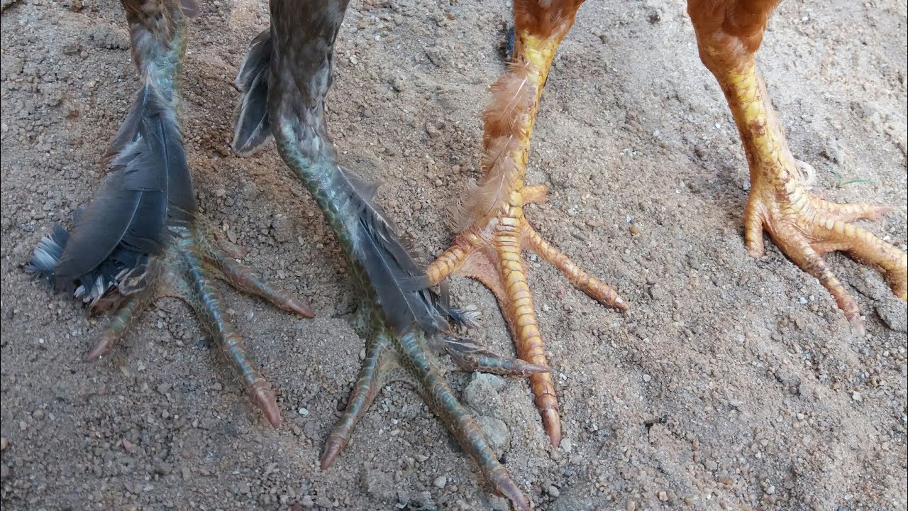 GALINHA SAPATEIRA (PENA NAS PERNAS/PÉS). YouTube GALINHA SAPATEIRA (PENA NAS PERNAS/PÉS). YouTube