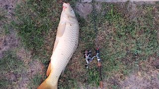 PB carp caught at Tres Lagos Lake