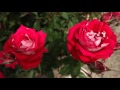 大阪府立花の文化園　バラ園ムービー の動画、YouTube動画。