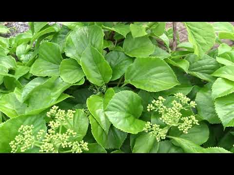 Video: Hydrangea Na Urale (59 Fotografií): Výsadba A Starostlivosť O Záhradnú Hortenziu Na Otvorenom Poli. Rastúce Zimovzdorné Panikulárne Hortenzie A ďalšie Druhy A Odrody