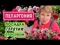 Сажаем пеларгонию горячим способом.