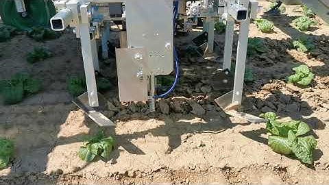 Optyma inter row inter plant weeding hoeing machine sarchiatrice interfilare, hackmaschine, bineuse