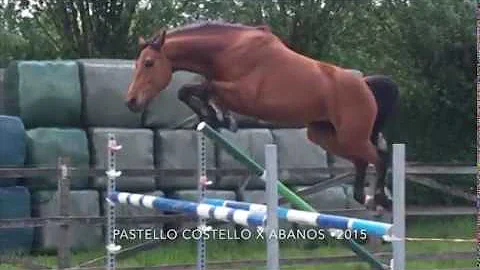 Pastello Costello x Abanos