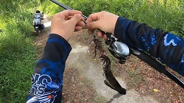 Cá rừng U Minh Thượng | Săn Hugo cá lóc đen U Minh Thượng | #Doantuananh151