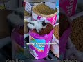 Hier gibt es extrem viele Katzen