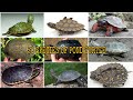 Which one do you like the most 50 species of pond turtles emydidae