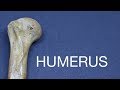 HUMERUS - GENERAL FEATURES & ATTACHMENTS