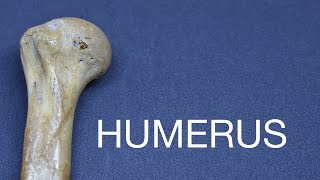 HUMERUS - GENERAL FEATURES & ATTACHMENTS