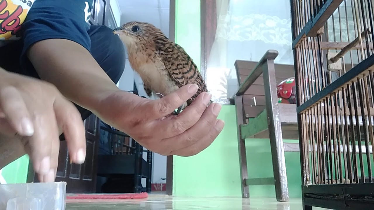Cara merawat anak burung BUBUT 