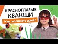 Красноглазые квакши: как содержать дома.