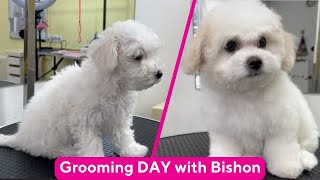 :  Grooming DAY  PURAMUR: Bishon | ASMR