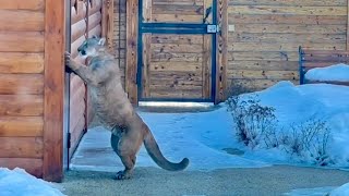 Cougar Messi sneaks into the garage to steal meat! Watch him open the door!
