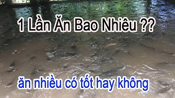 Nuôi Cá Trê 5000 Con Mỗi Lần Chỉ Ăn Hơn 7kg Thức Ăn | Trại Cá Phú Yên