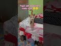 Miko sdh hampir sembuh flunya☺️💕😻#catlover#cat #imut #kucinglucu @IdaHasdar