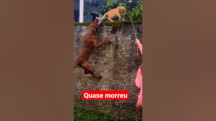 pitbull ataca gatinho e por sorte o pior não acontece #cutecat#cutekitten#pitbull