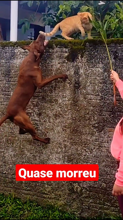 pitbull ataca gatinho e por sorte o pior não acontece #cutecat#cutekitten#pitbull