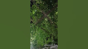 تلاوه مغربيه اندلسيه بصوت الشبل محمد امين صدقي