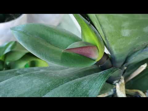 Video: Dendrobium - sizi neşelendiren orkideler