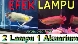REVIEW LAMPU LED YAMANO P400 Spesifikasi : Lampu aquarium Yamano LED P400 10000 Kelvin Power = 5 wat. 