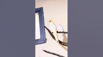 Pigeon Essamhi Birds Subscribe Kabootar Youtube Kabutar اتفرج على يوتيوب أساسياتالتمارينالر 