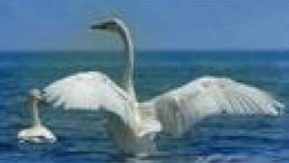 Video thumbnail of "Swan Lake"