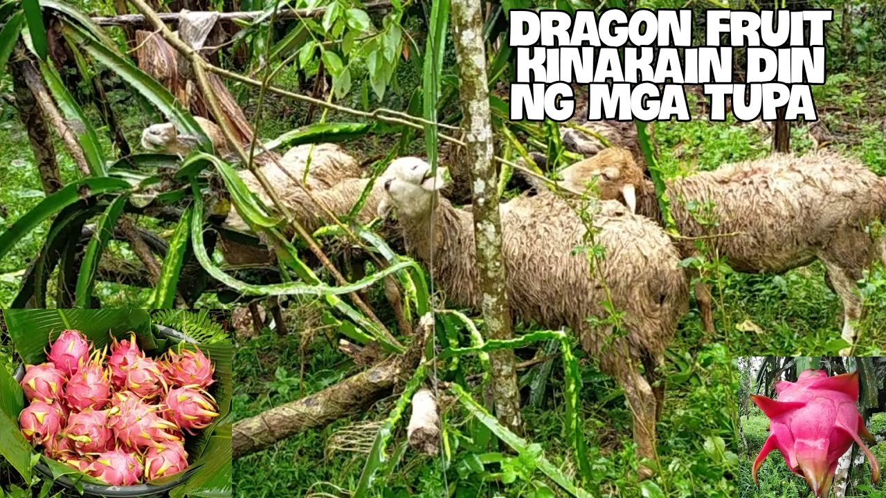GRABE DRAGON FRUIT KAIN DIN PALA NG MGA TUPA!!! YouTube