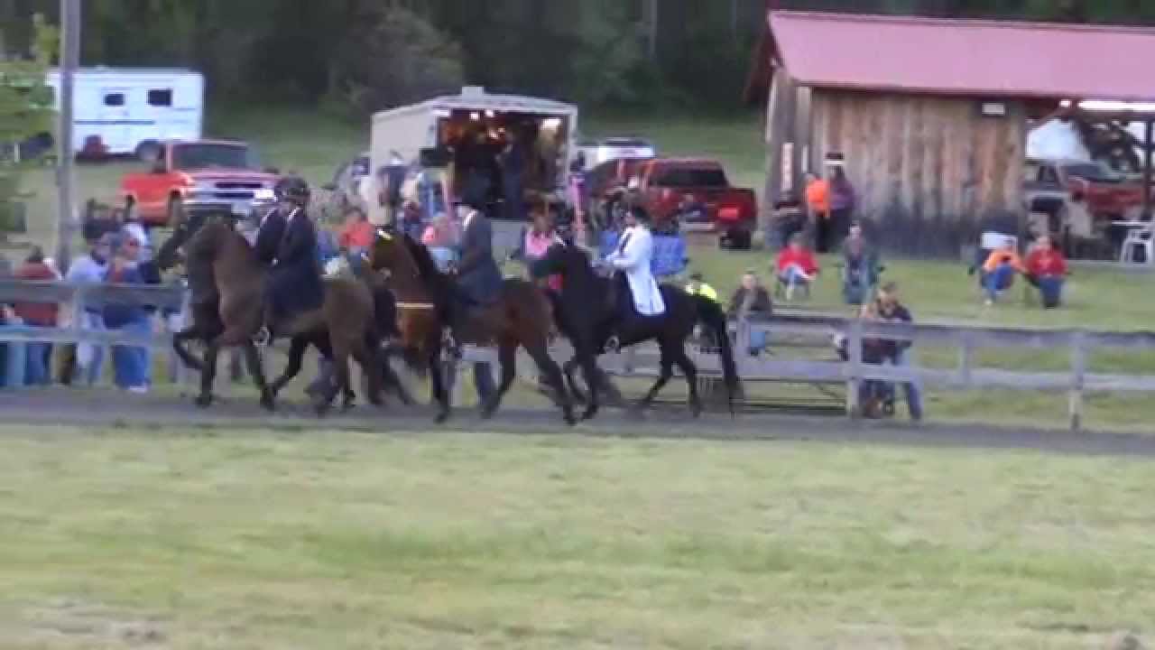 Keg Shod Racking Class Derby Day Horse Show May 2 2015 YouTube