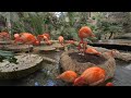 I love Flamingos a vr180 video