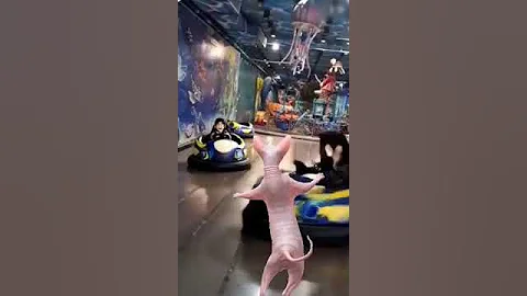 Watch the video about #club #cat #funny #sphynx cat#happy #gameplay #cute