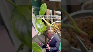 Cutting my Philodendron to NOTHING! 😱 (Propagating for Fullness) #plants #plantparent