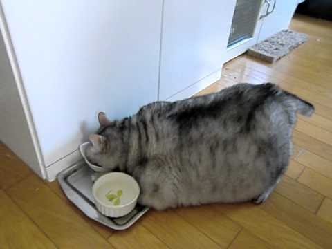 デブ猫チエちゃんのお食事 Youtube