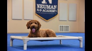 Brody (Mini-Goldendoodle) Boot Camp Dog Training Video