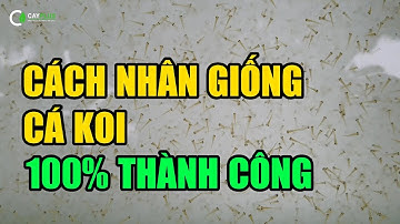 Cách nhân giống cá Koi thành công 100% dành cho người mới