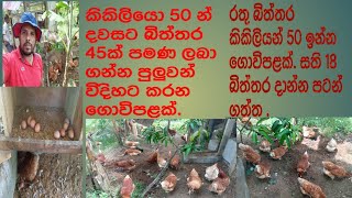 RiR .රතු බිත්තර කිකිලියන් 50 ඉන්න ගොවිපළක්