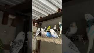 budgies parakets cute video 💝📸 #birds #budgie #cute #petbird #lovebird #budgies #pets #birdlovers