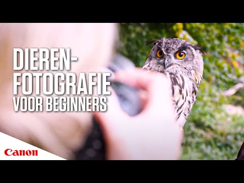 Video: 7 Tips Voor Het Maken Van Geweldige Dierenfoto's Tijdens Uw Volgende Reis