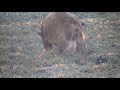 Calving with cow camera