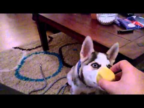 Birthday Song To Dogs Dog Eats Cake Birthday Song To Dogs Dog Eats Cake