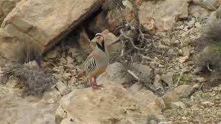Pharhi mast chakor dadi chakor ka shikar hunt hunting #sesi #madi #vhakor #female 