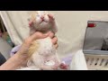 うんちをきばる声が可愛すぎる赤ちゃん猫 生後10日 【ミドくん日記#3】Cute kitten with a cute voice when pooping.