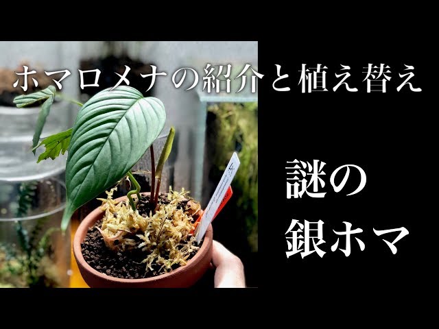 熱帯雨林植物① 】ホマロメナの紹介と植え替え 謎の銀ホマ登場